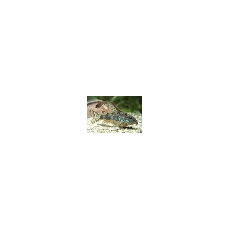 CORYDORAS PALEATUS LONG FIN