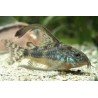 CORYDORAS PALEATUS LONG FIN
