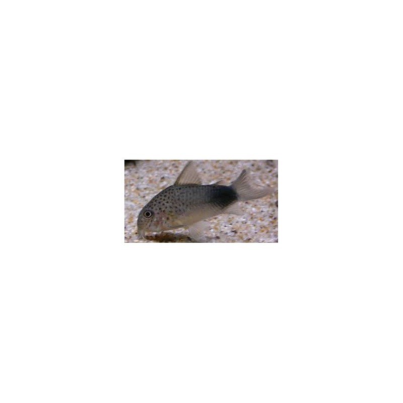 CORYDORAS SIMILIS 