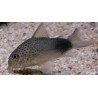 CORYDORAS SIMILIS 