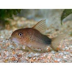 CORYDORAS SIMILIS 