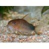 CORYDORAS SIMILIS 