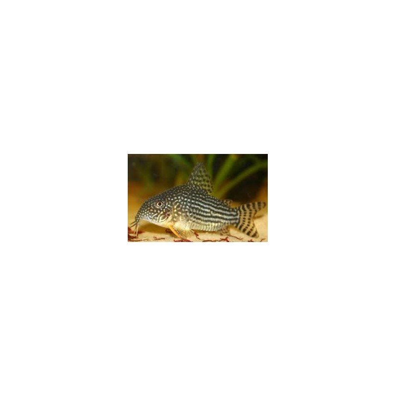 CORYDORAS STERBAI