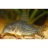 CORYDORAS STERBAI