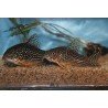 CORYDORAS STERBAI