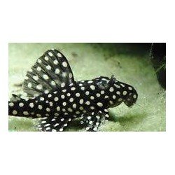 HYPANCISTRUS INSPECTOR L201