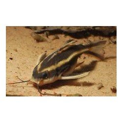 PLATYDORAS COSTATUS