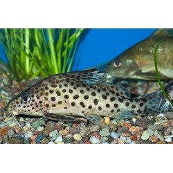 SYNODONTIS MULTIMACULATUS