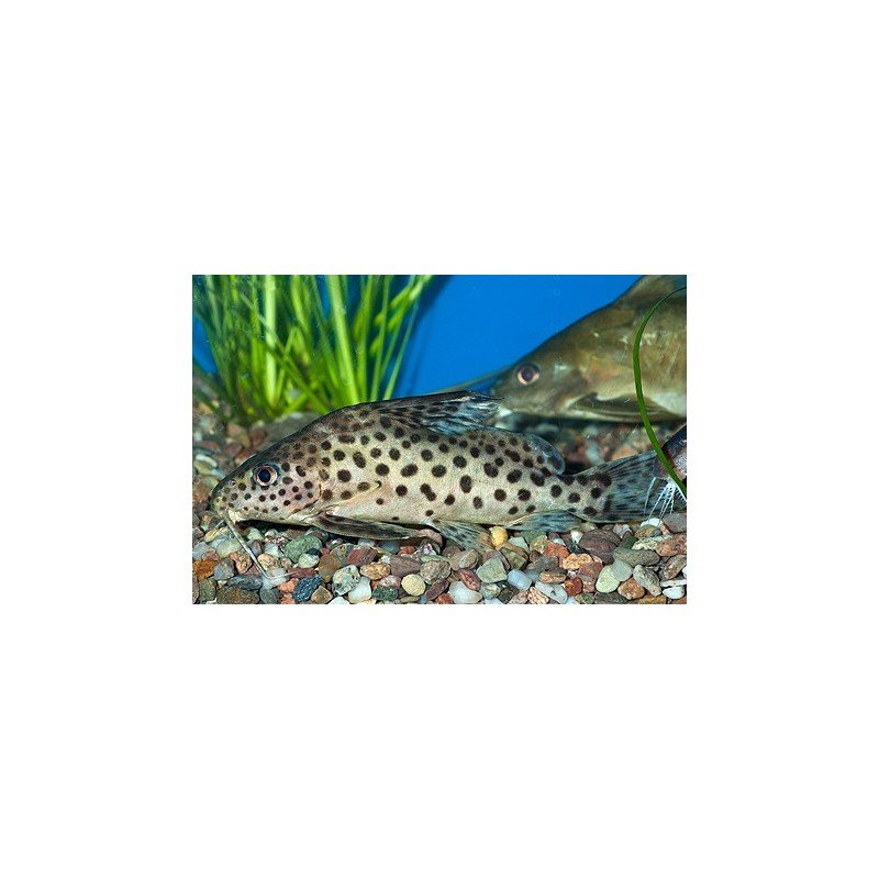 SYNODONTIS MULTIMACULATUS