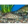 SYNODONTIS MULTIMACULATUS