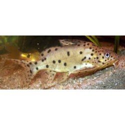 SYNODONTIS NJASSAE