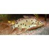 SYNODONTIS NJASSAE