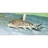 SYNODONTIS ORNATIPINNIS