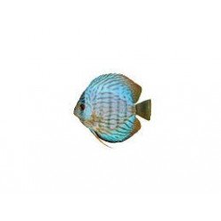 SYMPHYSODON A. SSP BLUE TURQUOISE