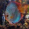 SYMPHYSODON A. SSP BLUE TURQUOISE
