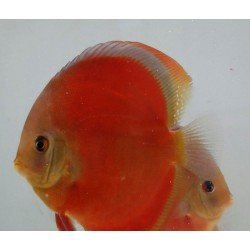 SYMPHYSODON A. SSP RED COVER