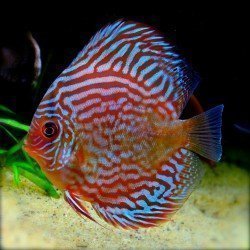 SYMPHYSODON A. SSP RED TURQUOISE