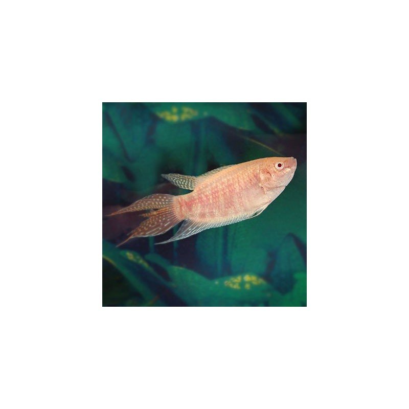 MACROPODUS OPERCULARIS ALBIN