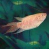 MACROPODUS OPERCULARIS ALBIN