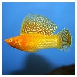POECILIA VELIFERA GOLD