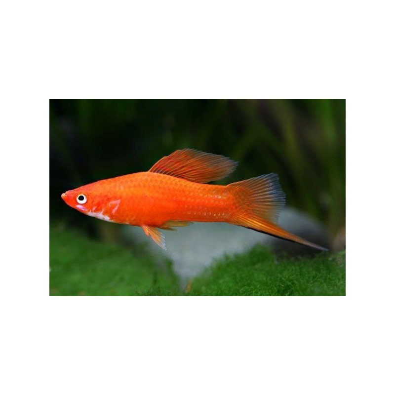 XIPHOPHORUS HELL. ORANGE