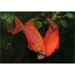 GLOSSOLEPIS INCISUS