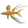 IRIATHERINA WERNERI