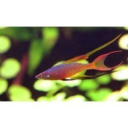 IRIATHERINA WERNERI