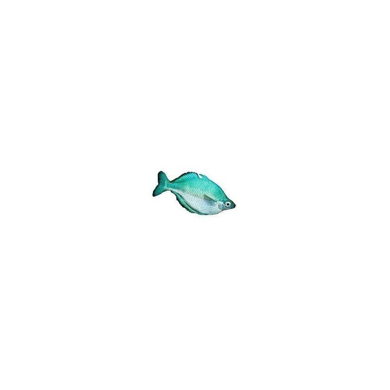 MELANOTAENIA AFF. LACUSTRIS