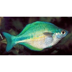 MELANOTAENIA AFF. LACUSTRIS