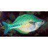 MELANOTAENIA AFF. LACUSTRIS
