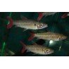 CHALCEUS / BRYCON ERYTHRURUS / MACROLEPIDOTUS
