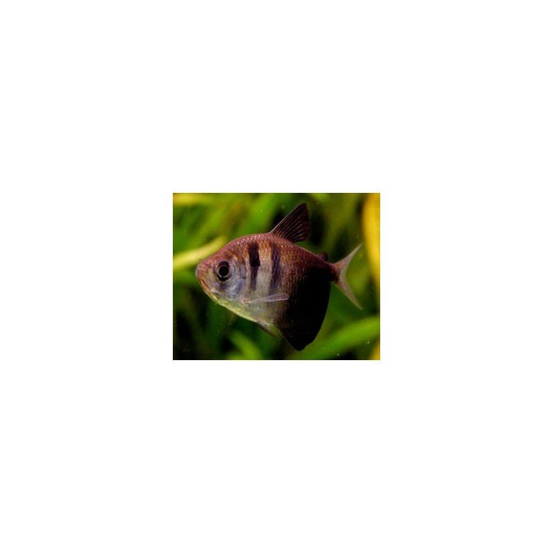 GYMNOCORYMBUS TERNETZi