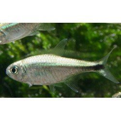 HEMIGRAMMUS RODWAYI / ARMSTRONGI