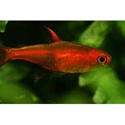 HYPHESSOBRYCON AMANDAE