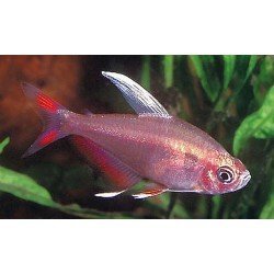 HYPHESSOBRYCON BENTOSI ROSACEUS WHITE-FIN