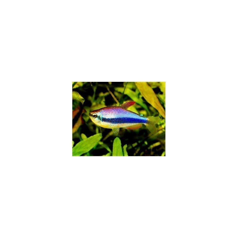 INPAICHTHYS KERRI