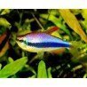 INPAICHTHYS KERRI