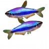 INPAICHTHYS KERRI