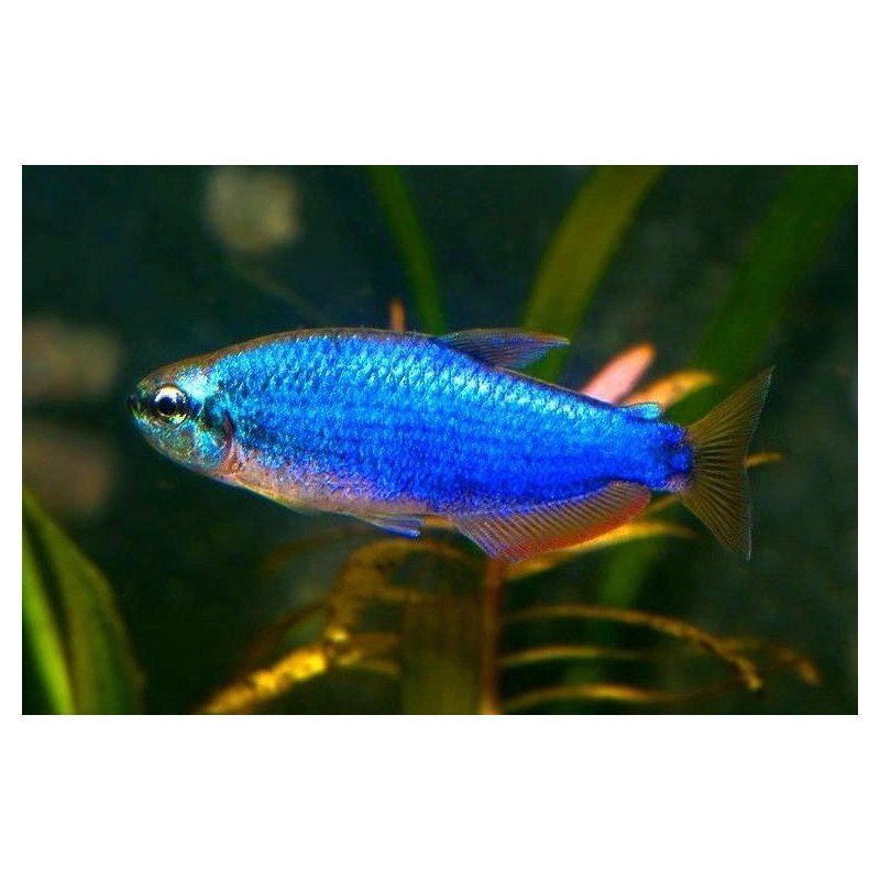 INPAICHTHYS KERRI SUPER BLUE