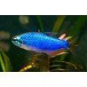 INPAICHTHYS KERRI SUPER BLUE