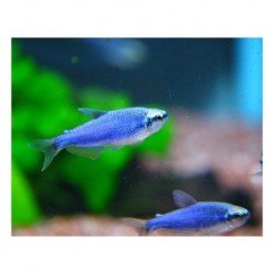 INPAICHTHYS KERRI SUPER BLUE