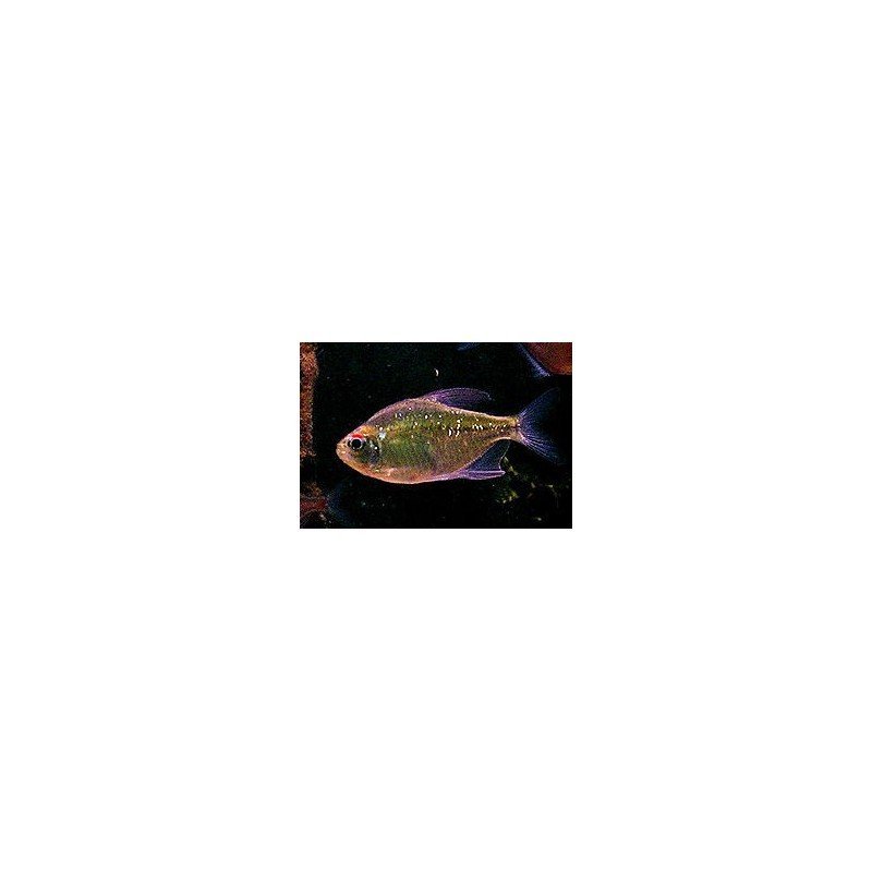 MOENKHAUSIA PITTIERI