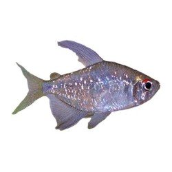 MOENKHAUSIA PITTIERI