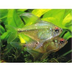 MOENKHAUSIA PITTIERI