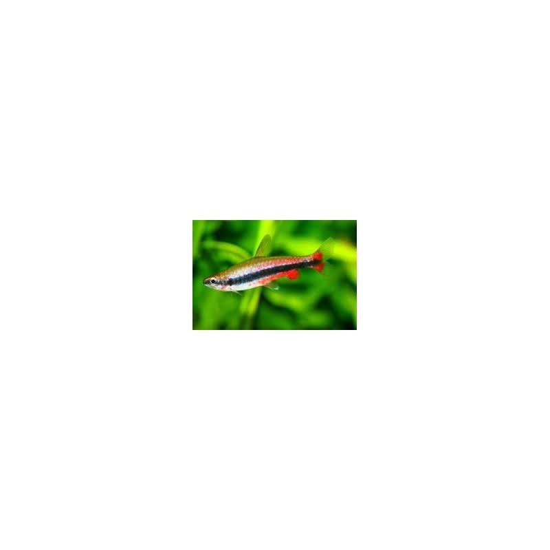 NANNOSTOMUS BECKFORDI