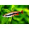 NANNOSTOMUS BECKFORDI