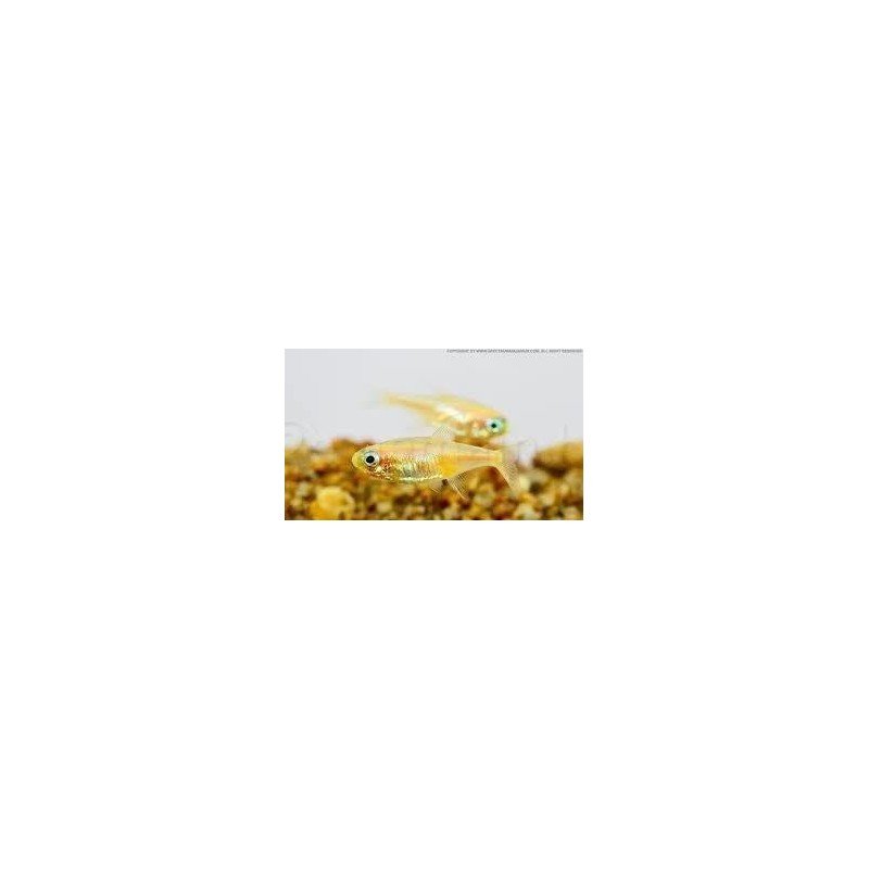 PARACHEIRODON INNESI YELLOW(black eye)