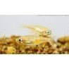 PARACHEIRODON INNESI YELLOW(black eye)
