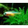 PARACHEIRODON INNESI YELLOW(black eye)